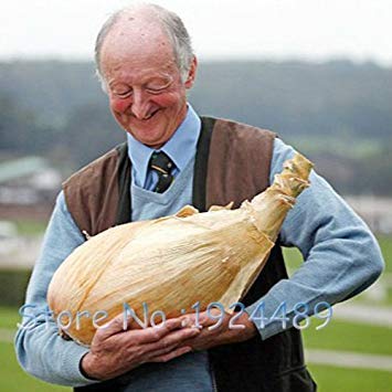 ASTONISH SEEDS: Venta! Euan 100 semillas de vainilla vegetales Perejil semillas de plantas hortÃ­colas Semillas Ley fragante con perejil