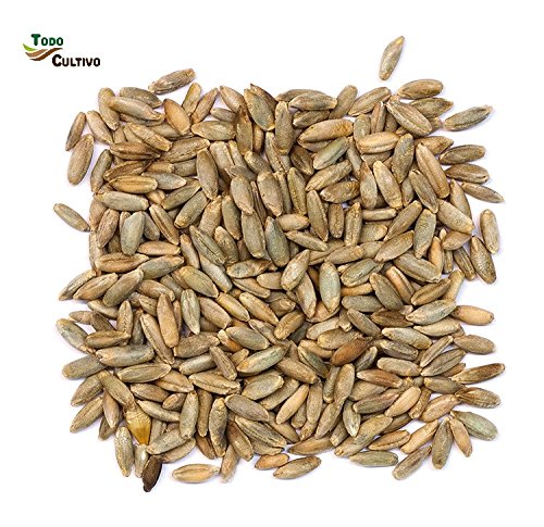 Centeno para sembrar tratado. Envase de1 Kg. Plantación de noviembre a enero. Utilizado tanto para grano como para pasto.