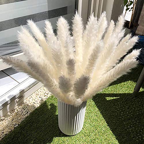 CHBOP 30 Piezas de Pasto de Pampa Natural deshidratado, Phragmites Communis, Boda y fotografía de Manojo de Flores para la decoración del hogar (Blanco, 30 Piezas)