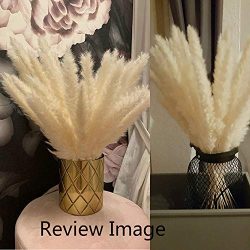 CHBOP 30 Piezas de Pasto de Pampa Natural deshidratado, Phragmites Communis, Boda y fotografía de Manojo de Flores para la decoración del hogar (Blanco, 30 Piezas)