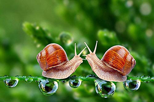 Diy 5D Kits de Pintura de Diamantes Caracol Verde Gota de Agua Taladro Completo Cristal Redondo Rhinestone Imagen Artesanía 30X40 cm Para el Hogar Decoración de la Pared Regalo