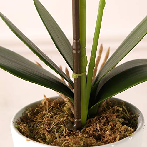 ENCOFT Flores Artificiales Plástico Flor de Phalaenopsis Realista Orquídea Mariposa con Maceta Imitación Cerámica Decoración (Azul (M))