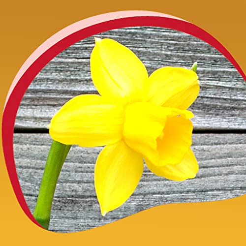 Fondos de Pantalla de Daffodils Live