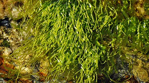 Indigo Herbs Gutweed de Algas Marinas Orgánicos 50g - Irlandés Cosechado