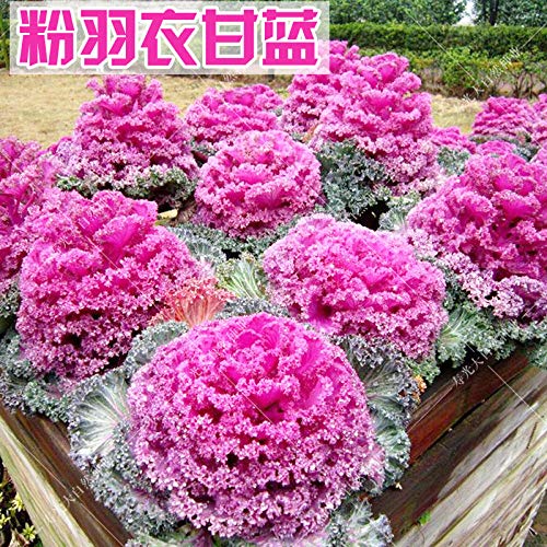 Kale Seeds Primavera y Otoño Invierno Ornamental Semillas de flores comestibles Polvo rojo Blanco Verde Four Seasons Balcón Planta en maceta 300g