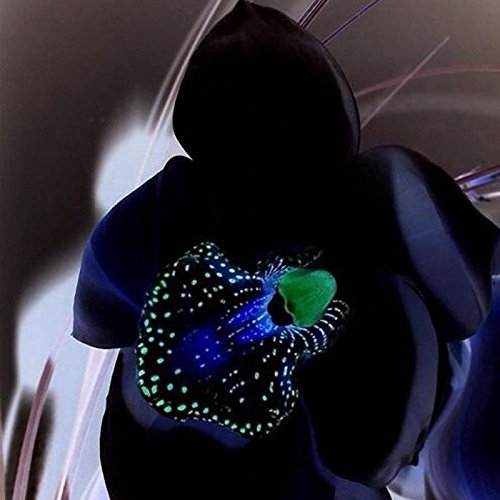 KINGDUO 100 Piezas Raras Orquídeas Negro Flor Semillas Exóticas Orquídea Hogar Jardín Bonsái Plantación Semillas