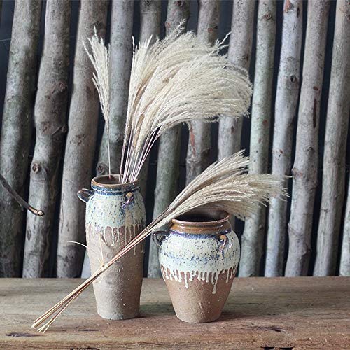 La decoración del escaparate Real Pampas Grass 50 Piezas de lámina Natural Secado Adornos decoración de la Boda de Flores Manojo Sin florero (Color : Raw Color, Size : 50PC)