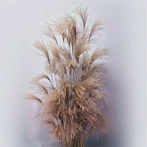 La decoración del escaparate Real Pampas Grass 50 Piezas de lámina Natural Secado Adornos decoración de la Boda de Flores Manojo Sin florero (Color : Raw Color, Size : 50PC)