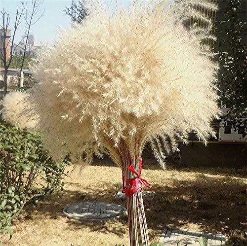 La decoración del escaparate Real Pampas Grass 50 Piezas de lámina Natural Secado Adornos decoración de la Boda de Flores Manojo Sin florero (Color : Raw Color, Size : 50PC)