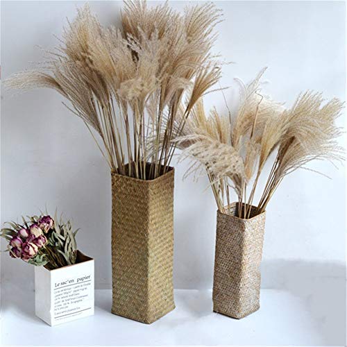 La decoración del escaparate Real Pampas Grass 50 Piezas de lámina Natural Secado Adornos decoración de la Boda de Flores Manojo Sin florero (Color : Raw Color, Size : 50PC)