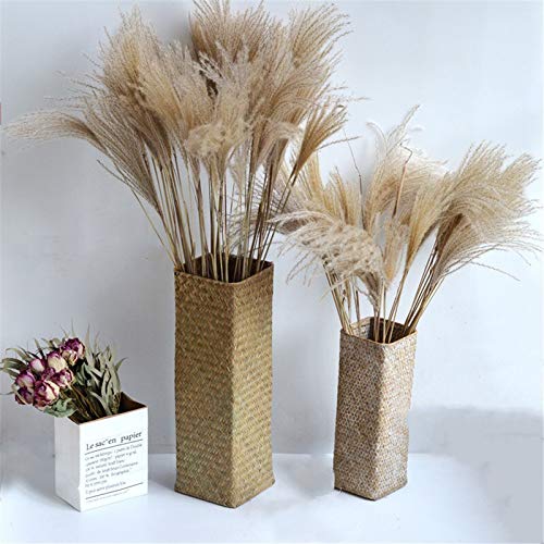 La decoración del escaparate Real Pampas Grass 50 Piezas de lámina Natural Secado Adornos decoración de la Boda de Flores Manojo Sin florero (Color : Raw Color, Size : 50PC)