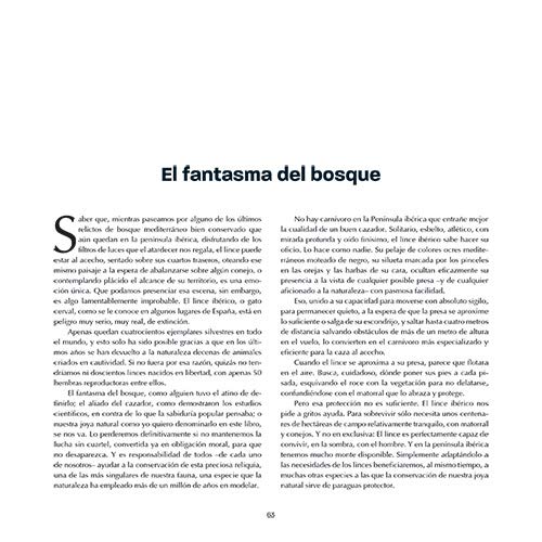 Los 5 grandes de la fauna ibérica