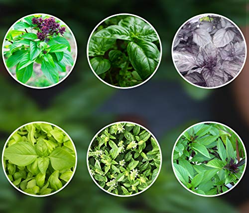 Mezcla de albahaca 6 x 250 semillas de albahaca durante todo el año, plantadas de semillas de Portugal perennes