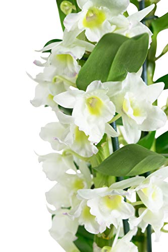 Orquídea flor blanca | Dendrobium | Planta interior | Altura 60 cm | Maceta 12 cm | Fácil mantenimiento