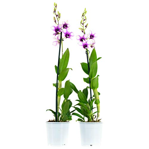 Orquídea - Flores blancas y moradas (2 unidades) | Dendrobium | Planta interior | Altura 55 cm | Maceta 11 cm | Fácil mantenimiento