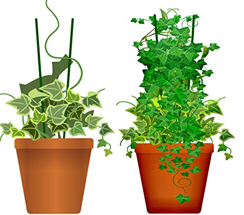 O&W Security - 40 unidades de varillas para plantas de tomates, de madera, color verde, 40 cm de diámetro, ecológico, 100% compostable Produktname