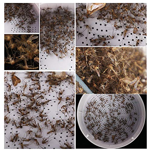 penobon Lámpara Antimosquitos Interior USB UV Mudo Asesino de Mosquitos Fotocatalitico, Mata Mosquitos/Cucarachas (No Tóxico,Seguro)