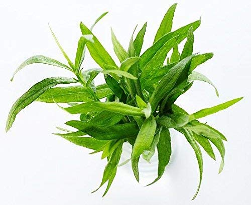 Semillas de estragón - Artemisia dracunculus - 500 semillas