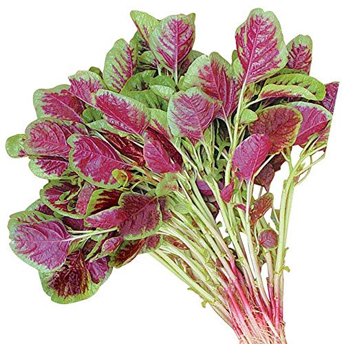 Semillas de hortalizas de jardín 3 g de amaranto rojo Hojas verdes Semillas de amaranto rojo para plantar en la puerta exterior Plato de cocina Ensalada