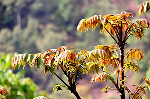 Semillas de toon chino Semillas de aceite rojo comestible Semillas de árboles en maceta toona sinensis, semillas de vegetales naturales para plantar- 30 piezas