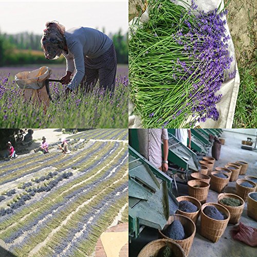 TooGet Brotes Lavanda Francesa de Grado Superior Secaron Flor de Lavanda 100% Puro y Fragancia Fresca Natural de Lavanda - 115g