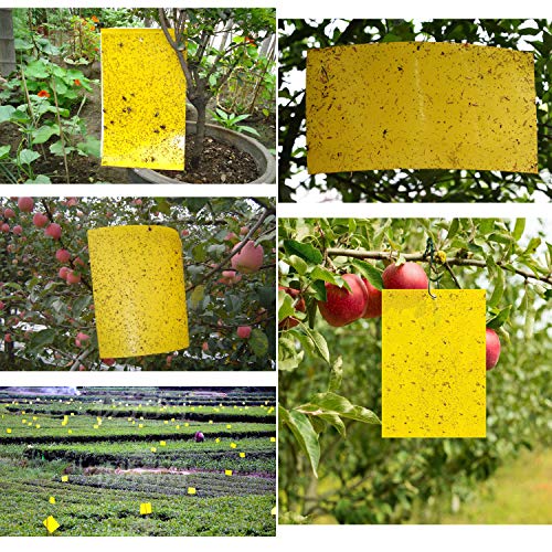 Trampas de insectos de doble cara, 20 Piezas Papeles Pegajosos Amarillos Trampas de Moscas, para moscas, pulgones, mineros de hojas, polillas. Ideal para Proteger de Huertos y Plantas Ornamentales