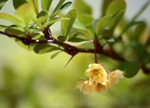 Tree Seeds Online - Berberis Julianae - Plantones De Frambueso 25 Semillas - 10 Paquetes