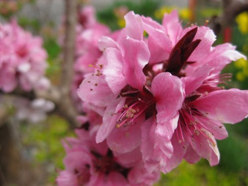 Tree Seeds Online - Prunus Persica. Melocotón. 5 Semillas - 1 Paquete