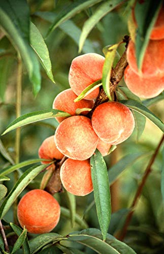 Tree Seeds Online - Prunus Persica. Melocotón. 5 Semillas - 1 Paquete