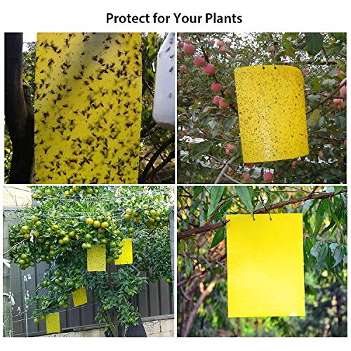 Ulikey 30 Pcs Trampas de Insectos de Doble Cara, Trampas Adhesivas de Doble Cara, Amarillo de Doble Cara, 20 x 25 cm, para Moscas, Polillas, Piojos, Áfidos etc