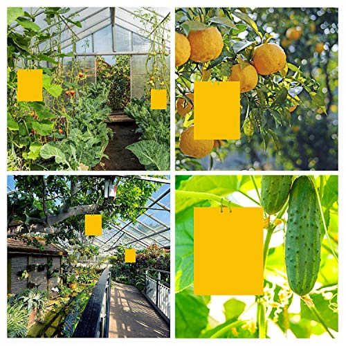 Ulikey 30 Pcs Trampas de Insectos de Doble Cara, Trampas Adhesivas de Doble Cara, Amarillo de Doble Cara, 20 x 25 cm, para Moscas, Polillas, Piojos, Áfidos etc