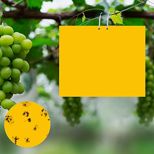 Ulikey 30 Pcs Trampas de Insectos de Doble Cara, Trampas Adhesivas de Doble Cara, Amarillo de Doble Cara, 20 x 25 cm, para Moscas, Polillas, Piojos, Áfidos etc