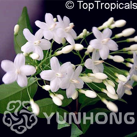 ¡Venta caliente de 10 piezas! Semillas de flor de ciruela de agua de vainilla para plantar en maceta o tierra Semillas de flores fáciles de cultivar como bonsai resistente al frío