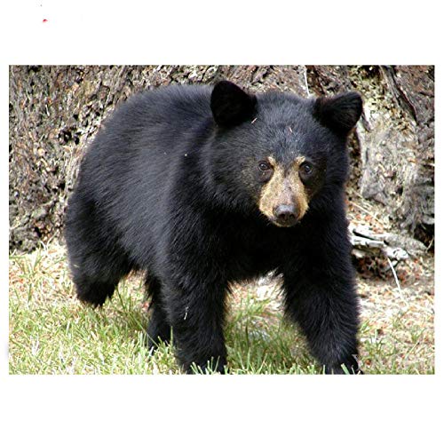 xinyouzhihi Black Bear Print Poster Canvas Pictures Wall Art Landscape Canvas Prints para Decoraciones del hogar 40x50cm Sin Marco