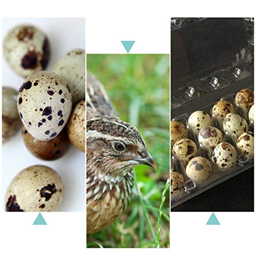 YARNOW 50 Piezas de Cartón de Huevo de Codorniz Pequeño 18 Rejillas Bandejas de Huevos Cartón de Plástico Reciclable para Refrigerador para Huevos de Codorniz Pequeños Solo Cartones