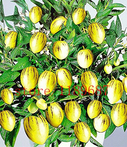 100 semillas de melón dulce de mini melón de árbol para no GMO-orgánica de frutas y semillas de hortalizas para el jardín de DIY