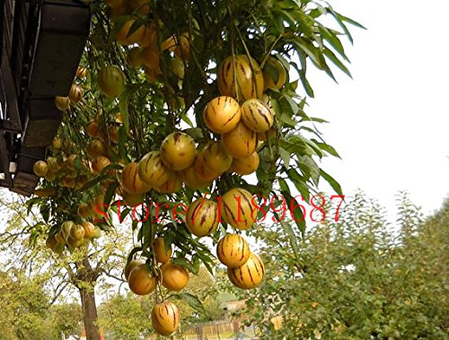 100 semillas de melón dulce de mini melón de árbol para no GMO-orgánica de frutas y semillas de hortalizas para el jardín de DIY