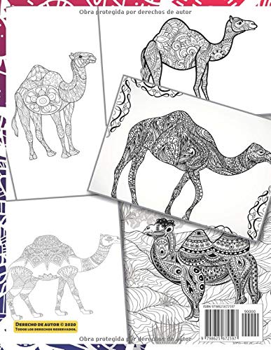 Camello árabe - Libro de colorear para adultos