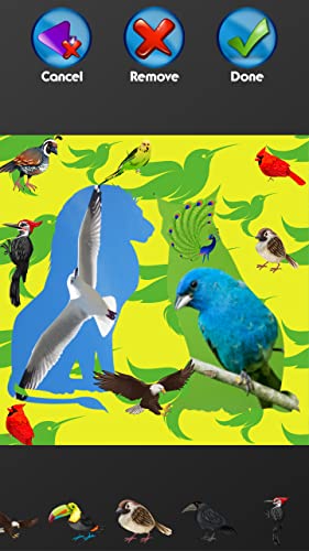Collage de fotos de aves