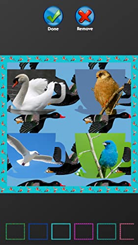 Collage de fotos de aves