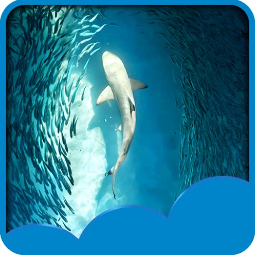 Imágenes de Ocean Live