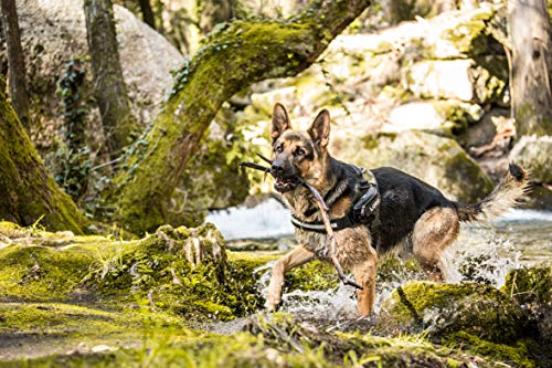 JULIUS-K9 Arnés Julius-K9 IDC, 0/M–L, 58–76 cm/40 mm, Camuflaje, Perro