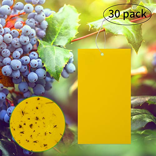 LUTER 30 Pack Trampas pegajosas Amarillas de Doble Cara para Insectos voladores como Hongos Mosquitos, áfidos voladores, Moscas Blancas, mineros de Hojas, Otros Insectos voladores
