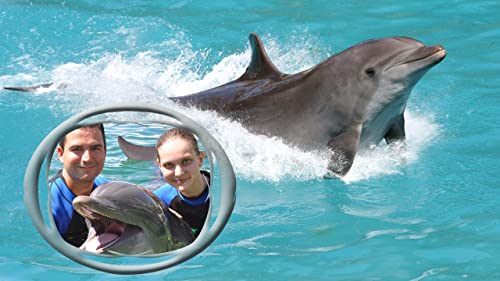 Marcos de fotos de delfines