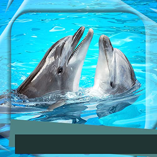 Marcos de fotos de delfines