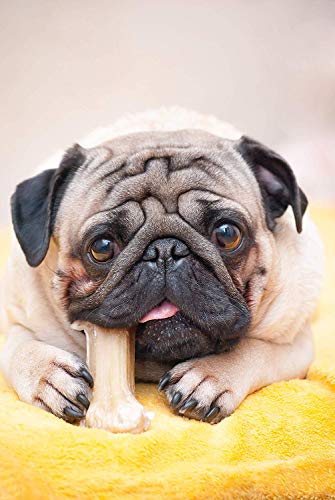 Munch & Crunch Multipack. 12 huesos de piel cruda natural prensada para perros – golosinas para perros para ayudar al cuidado dental – con un folleto para el cuidado del perro.
