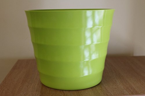 Planta de interior - Planta para la casa o la oficina - Sansevaria - Lengua de suegra variegada - Aprox. 30 cm de alto