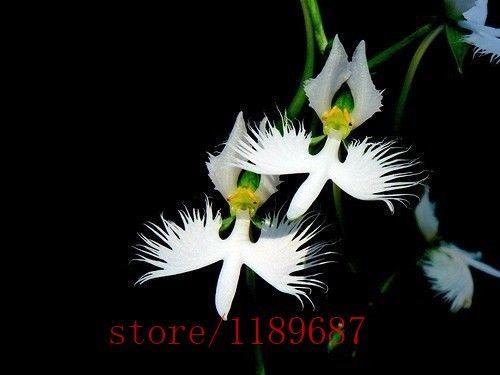 100 piezas / Semillas bolsa japonesa Radiata garza blanca de la orquídea Las semillas del mundo rara orquídea Especies flores blancas Orchidee para Jardín y Casa