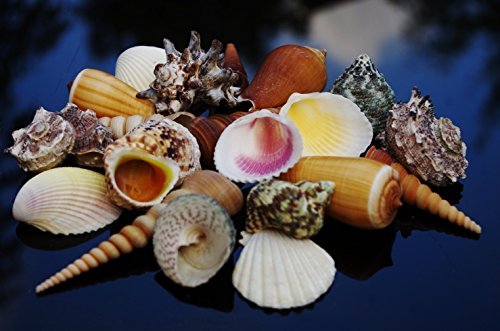 16 Medium SeaShells, Natural Beach Mix Sea Shells, Craft & Decor Shell by Shells4U