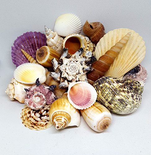 16 Medium SeaShells, Natural Beach Mix Sea Shells, Craft & Decor Shell by Shells4U